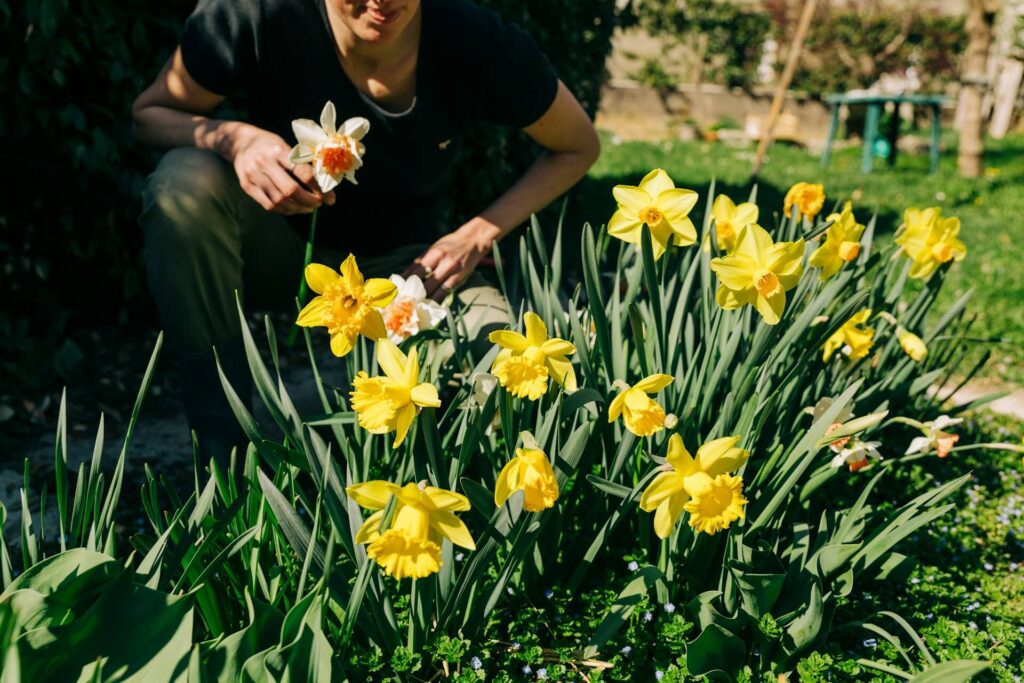 narcisy