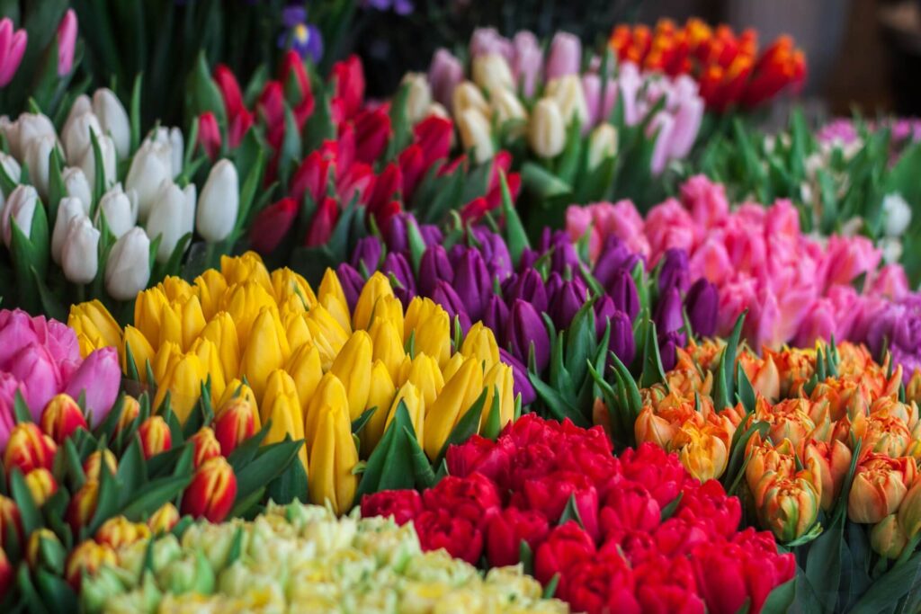 tulipány
