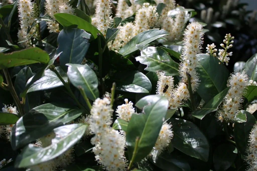 ako sa rozmnožuje vavrínovec