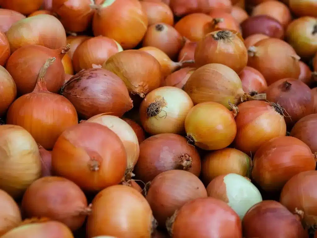 sadenie cibule na jar
