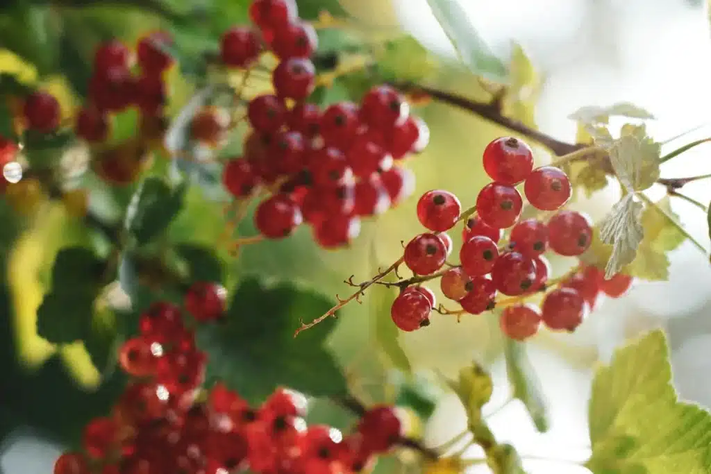 stromčekové ríbezle strihanie