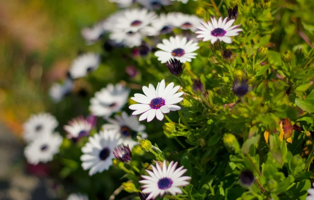 africká sedmokráska