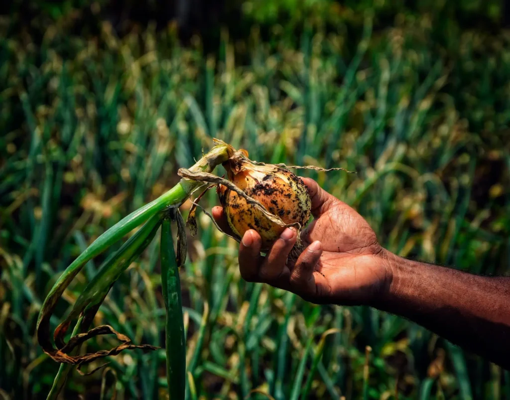 ako hlboko sadiť cibuľu