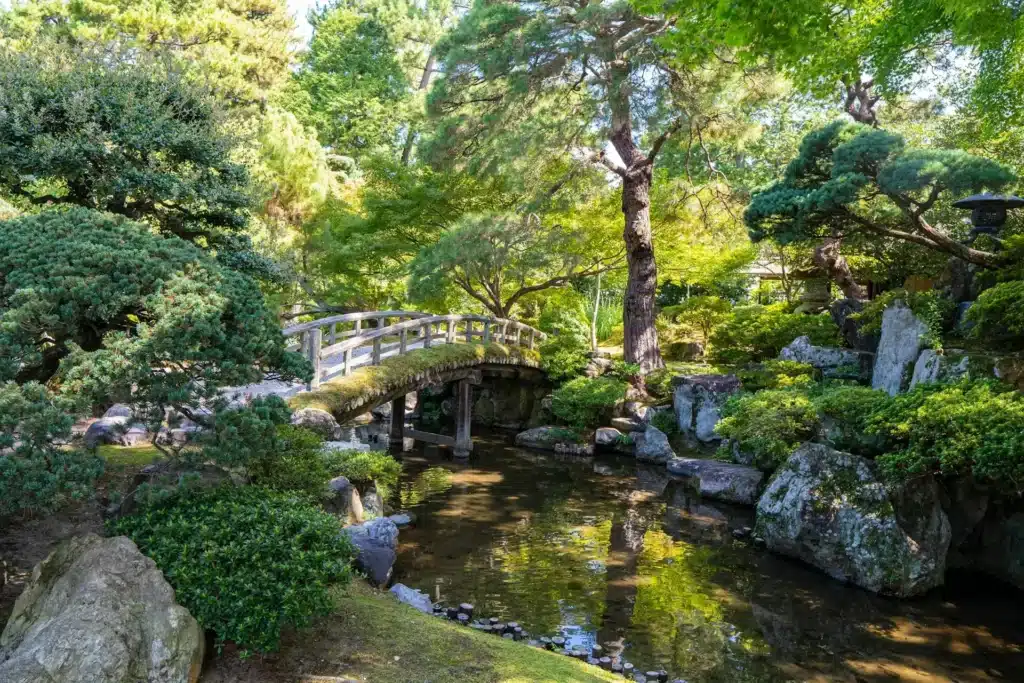 japonská záhrada rastliny