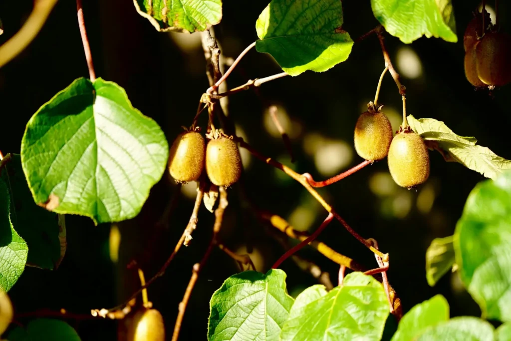 mini kiwi pestovanie