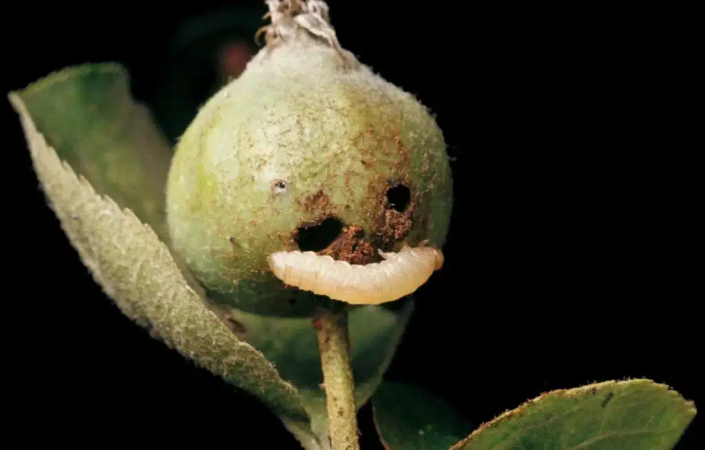 postrek proti piliarke slivkovej