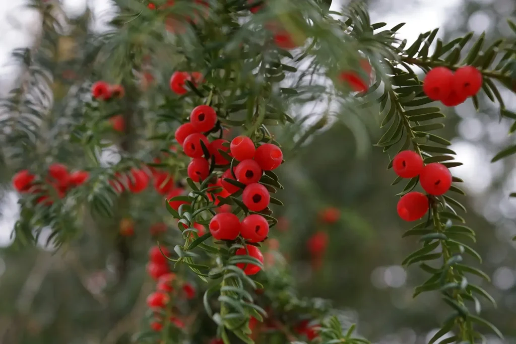 tis obyčajný strihanie